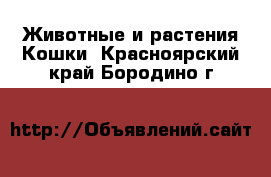 Животные и растения Кошки. Красноярский край,Бородино г.